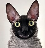 1733383965695833