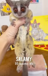 salamy