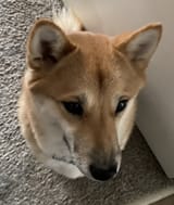 pan
