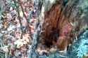 Cute ferret in tree_thumb.jpg