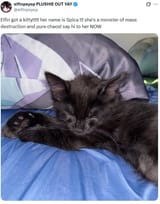 Kitty