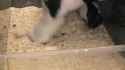 rat tickling[sound=files.catbox.moe%2Ffynxrj.m4a]_thumb.jpg