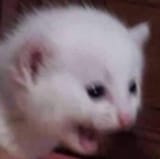 screaming_cat
