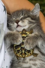 9GnHPbkYm8w7DidOu2JgSGTOeYmBVgdOA88rGretiQI