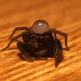 jumping spider water