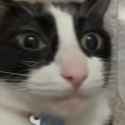 1705045679534134_thumb.jpg