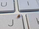 I know it&#039;s not a lice