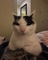 catbedlook