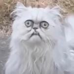 weird-cat
