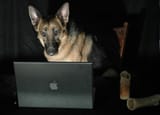 Computer Dog