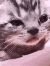 sadcat