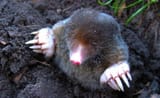3060_mole