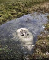 floofy bog creature