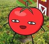 Tomato