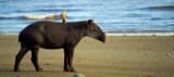 bairds-beach-boti-1500x670
