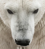 angybear