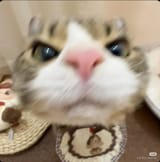 1735950932968815
