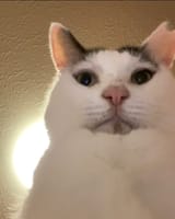 Stare