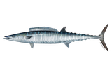 Acanthocybium_solandri