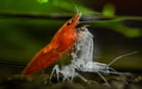 Chumbud molt