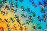 18-Synapta-skin-x-200-polarized-light