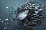 marko-steffensen-porbeagle-baitball-web-export