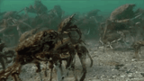 Crabbuds