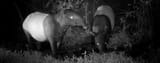 Malayan-Tapir-Indonesia-2