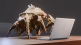 bug ezgif-4-cd5a96b179