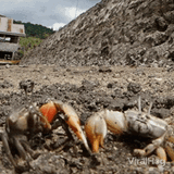crabs-fighting-crabs