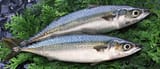 saba-mackerel-japanese-fish-fresh-sushi-sashimi-grade-quality.Dapq-78-_t2fjU
