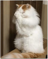 cat_prayge