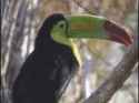 toucan-beak_thumb.jpg