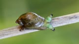 zombie-snail