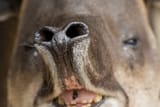 tapir_nose_animals