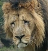 sadlion