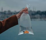 goldfish-in-plastic-bag-stockpack-pexels-1-scaled-e1715011093557