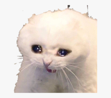 451-4516388_gato-llorando-sadaesthetic-sad-cat-meme-png-transparent