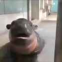 hippo baby_thumb.jpg