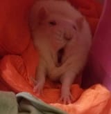 RRAT!!!!!!