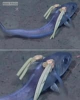 IRL saba