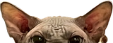 cat_top