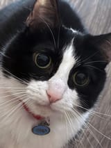 pphead wide eyes