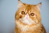 ginger-persian-istock-1390214009-1-