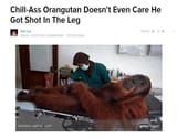 orangutan