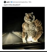 tigermeme