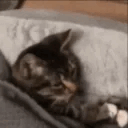 gn