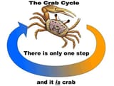 crab