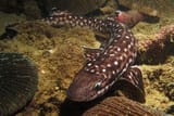 Gaya_Catshark