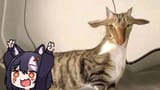 catgoat